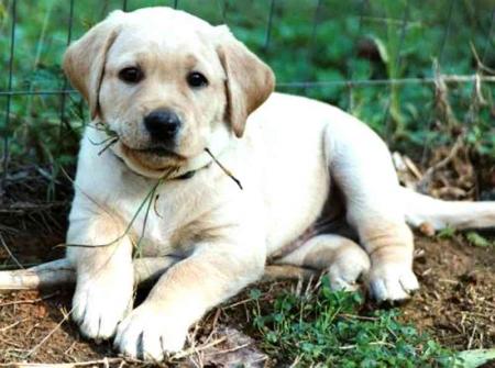 LABRADOR