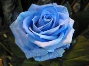 la rose