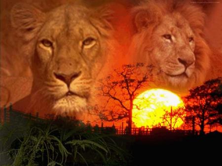 LIONS