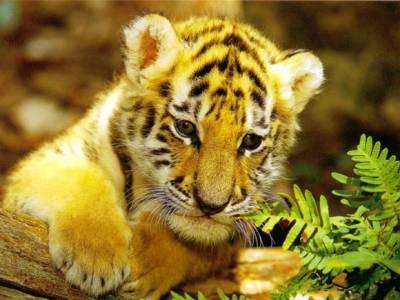 TIGRE