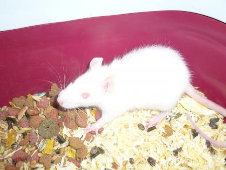 ma ratte